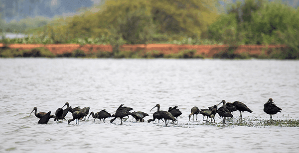 Kolleru Lake